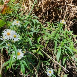 Symphyotrichum novi-belgii at Melba, ACT - 25 Mar 2024