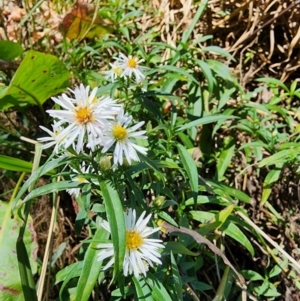 Symphyotrichum novi-belgii at Melba, ACT - 25 Mar 2024