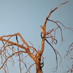 Acanthagenys rufogularis (Spiny-cheeked Honeyeater) at Mungo, NSW - 29 Mar 2024 by Darcy