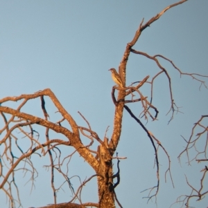 Acanthagenys rufogularis at Mungo National Park - 30 Mar 2024