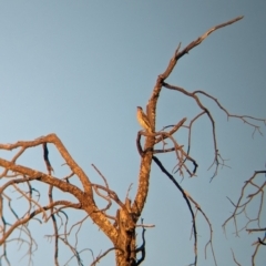 Acanthagenys rufogularis at Mungo National Park - 30 Mar 2024