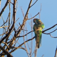 Barnardius zonarius (Australian Ringneck) at Mungo National Park - 30 Mar 2024 by Darcy