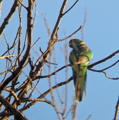 Barnardius zonarius (Australian Ringneck) at Mungo National Park - 30 Mar 2024 by Darcy