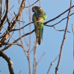 Barnardius zonarius at Mungo National Park - 30 Mar 2024 08:15 AM