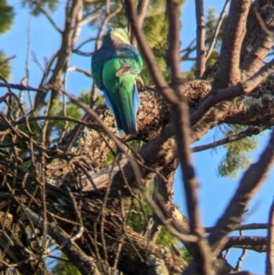 Barnardius zonarius at Mungo National Park - 30 Mar 2024 08:15 AM