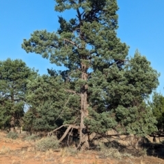 Callitris glaucophylla (White Cypress Pine) at Mungo, NSW - 29 Mar 2024 by Darcy