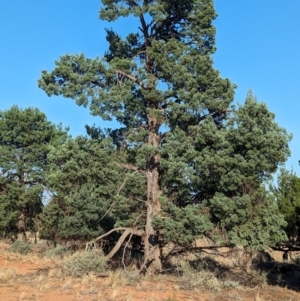 Callitris glaucophylla at Mungo National Park - 30 Mar 2024