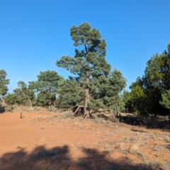 Callitris glaucophylla at Mungo National Park - 30 Mar 2024