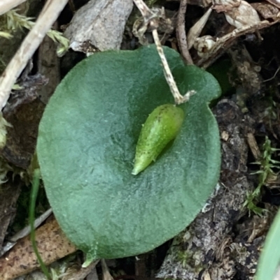 Corysanthes hispida (Bristly Helmet Orchid) at Wanniassa Hill - 31 Mar 2024 by AnneG1