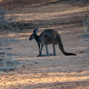 Macropus fuliginosus at Mungo National Park - 30 Mar 2024 09:31 AM