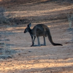 Macropus fuliginosus (Western grey kangaroo) at Mungo National Park - 29 Mar 2024 by Darcy
