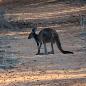 Macropus fuliginosus (Western grey kangaroo) at Mungo, NSW by Darcy