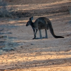 Macropus fuliginosus at Mungo National Park - 30 Mar 2024 09:31 AM