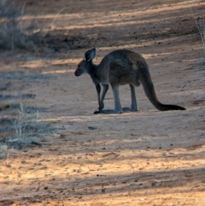 Macropus fuliginosus at Mungo National Park - 30 Mar 2024