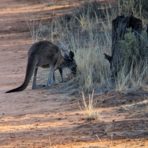 Macropus fuliginosus at Mungo National Park - 30 Mar 2024