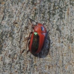 Calomela curtisi (Acacia leaf beetle) at Conder, ACT - 6 Nov 2023 by michaelb