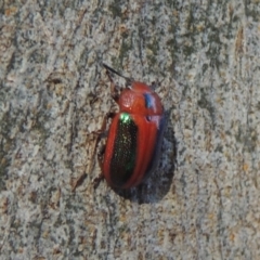 Calomela curtisi (Acacia leaf beetle) at Pollinator-friendly garden Conder - 6 Nov 2023 by michaelb