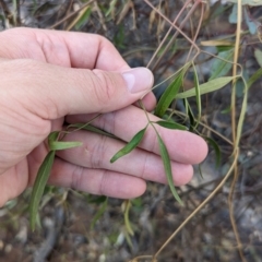 Unverified Climber or Mistletoe at Mungo National Park - 30 Mar 2024 by Darcy