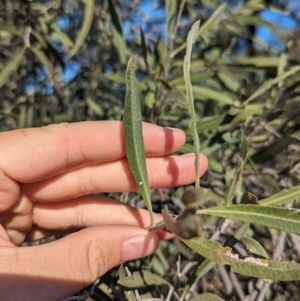 Alectryon oleifolius at Mungo National Park - 30 Mar 2024