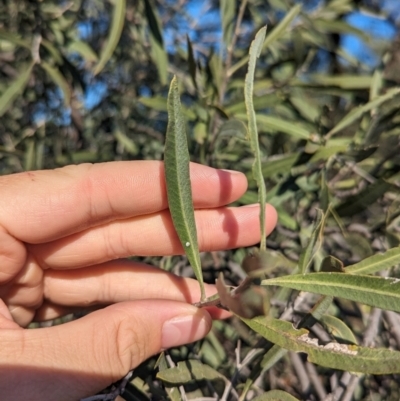 Alectryon oleifolius (Inland Rosewood, Cattle Bush) at Mungo National Park - 30 Mar 2024 by Darcy