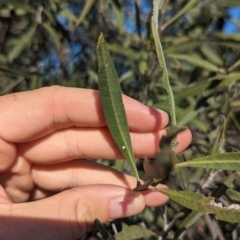 Alectryon oleifolius at Mungo National Park - 30 Mar 2024 09:38 AM