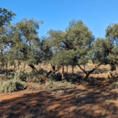 Alectryon oleifolius at Mungo National Park - 30 Mar 2024