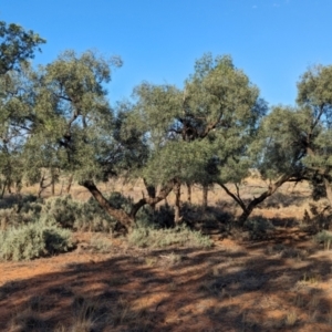 Alectryon oleifolius at Mungo National Park - 30 Mar 2024