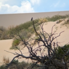 Artamus cinereus (Black-faced Woodswallow) at Mungo, NSW - 30 Mar 2024 by Darcy