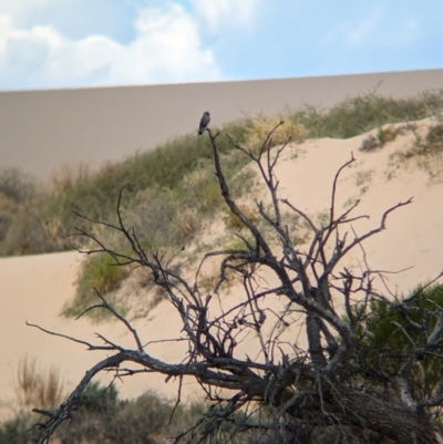 Artamus cinereus (Black-faced Woodswallow) at Mungo National Park - 30 Mar 2024 by Darcy