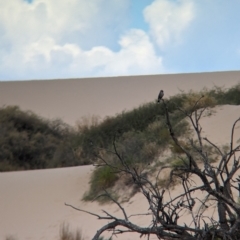 Artamus cinereus at Mungo National Park - 30 Mar 2024