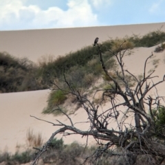 Artamus cinereus at Mungo National Park - 30 Mar 2024 02:09 PM