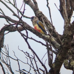 Northiella haematogaster at Mungo National Park - 31 Mar 2024 07:55 AM