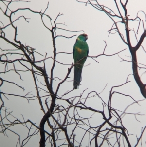 Barnardius zonarius at Mungo National Park - 31 Mar 2024 08:49 AM