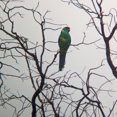 Barnardius zonarius (Australian Ringneck) at Mungo, NSW - 30 Mar 2024 by Darcy