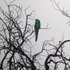 Barnardius zonarius at Mungo National Park - 31 Mar 2024 08:49 AM