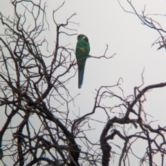 Barnardius zonarius at Mungo National Park - 31 Mar 2024