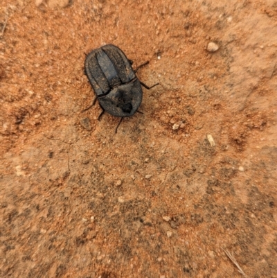 Unidentified Darkling beetle (Tenebrionidae) at Mungo National Park - 30 Mar 2024 by Darcy