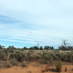 Lophochroa leadbeateri leadbeateri (Pink Cockatoo) at Mungo National Park - 31 Mar 2024 by Darcy