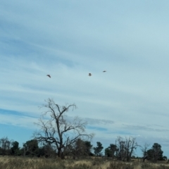 Lophochroa leadbeateri at Mungo National Park - 31 Mar 2024