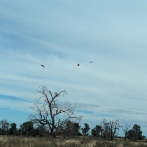 Lophochroa leadbeateri at Mungo National Park - 31 Mar 2024