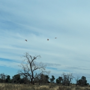 Lophochroa leadbeateri leadbeateri at Mungo National Park - suppressed