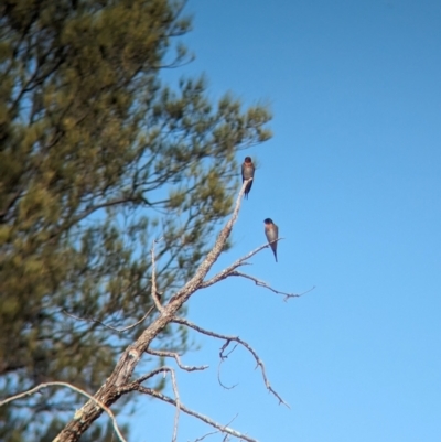 Hirundo neoxena (Welcome Swallow) at Mungo National Park - 31 Mar 2024 by Darcy