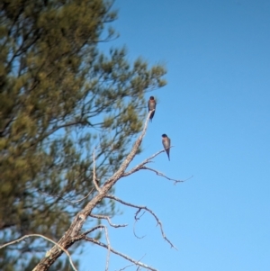 Hirundo neoxena (Welcome Swallow) at Mungo, NSW by Darcy