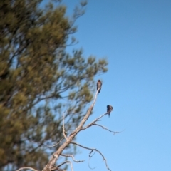 Hirundo neoxena at Mungo National Park - 31 Mar 2024 11:33 AM