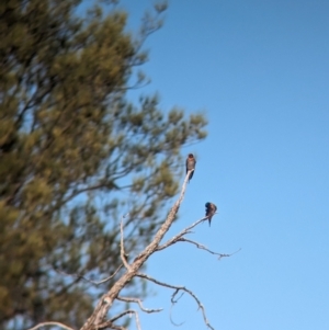 Hirundo neoxena at Mungo National Park - 31 Mar 2024