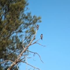 Hirundo neoxena at Mungo National Park - 31 Mar 2024 11:33 AM