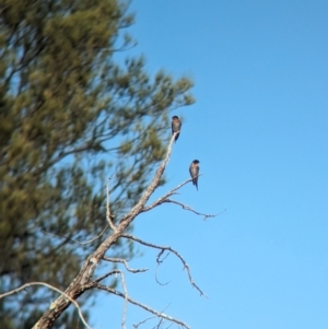 Hirundo neoxena at Mungo National Park - 31 Mar 2024