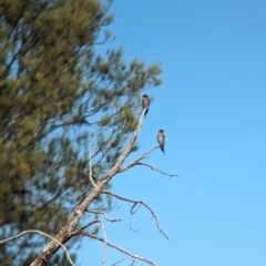 Hirundo neoxena at Mungo National Park - 31 Mar 2024 11:33 AM