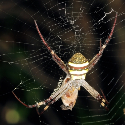 Argiope keyserlingi (St Andrew's Cross Spider) at Victoria Point, QLD - 11 Feb 2024 by smithga