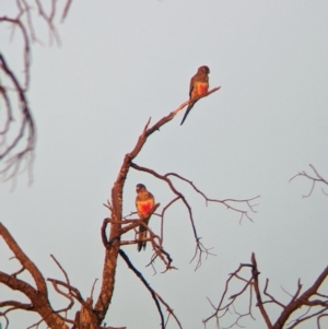 Northiella haematogaster at Mungo National Park - 1 Apr 2024